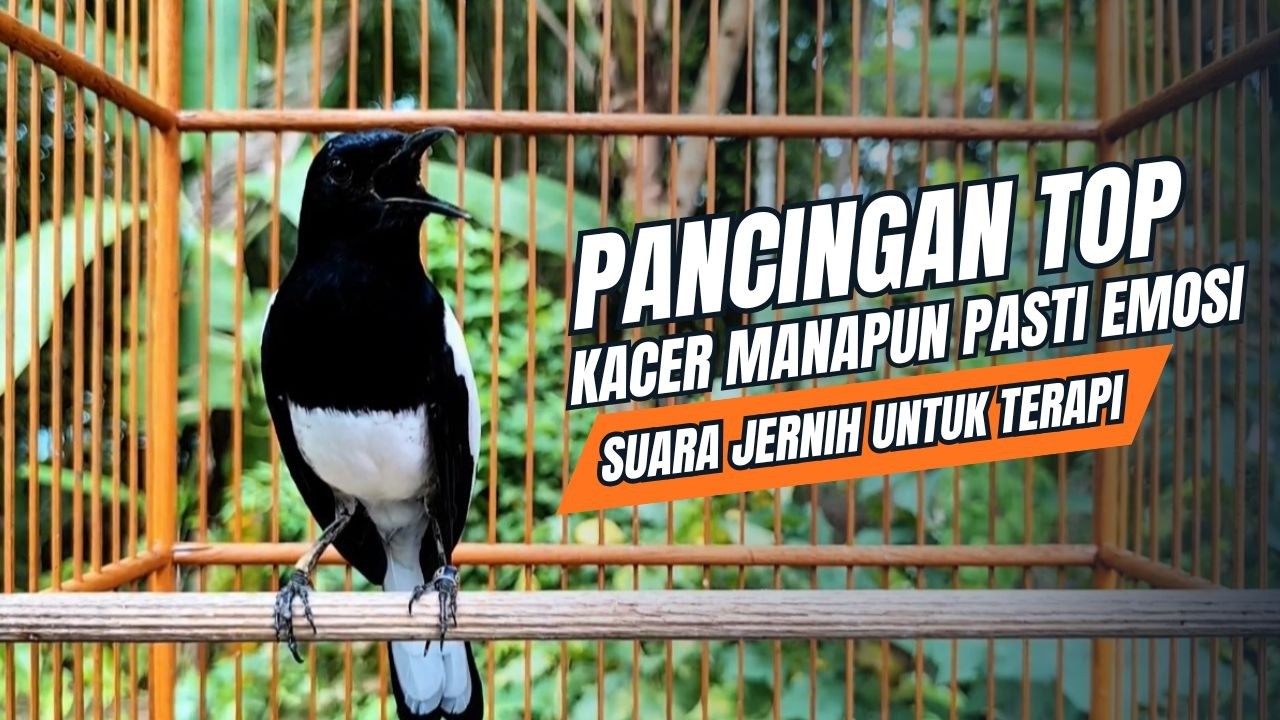suara BURUNG kacer GACOR ngeplong KONSLET Tarung ini Paling Ampuh buat PANCINGAN KACER agar EMOSI