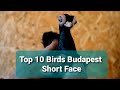 Top 10 budapest short face pigeons 2020