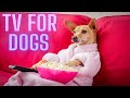 Telewizja dla psów 🐶 Jak zrelaksować psa samego w domu? Odpoczynek dla psa 😀