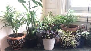 Houseplant Tour | Pt.2 | Indoor Plants | Plant Collection | 2021 Favourite Plants | Kitchen Plants