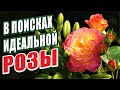 В ПОИСКАХ ИДЕАЛЬНОЙ РОЗЫ!