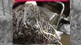 Plumeri Tv Vol 32 プルメリアの花の咲かせ方講座 第3話 夏に行うべき栽培管理のチェックポイント Youtube