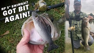 Real Prey Swimbaits RP 5 Perch Getting Bit Again! Fall Bass