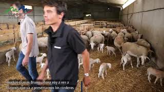 Visite d'élevage race ovine BLANCHE DU MASSIF CENTRAL 2021 - jeudi 7 octobre 2021 de 17h00 à 17h45