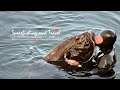 #Teaser Spearfishing Trip Lofoten 2021