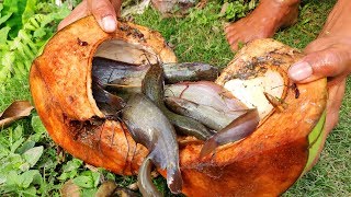 Fish Trap | Boy Catching Catfish Using Green Coconut | Traditional Fishing