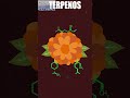Calaverita al cempasúchil #halloween #diademuertos #quimica #sabiasque #datoscuriosos  #shorts