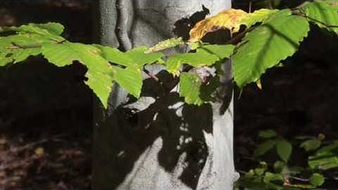 American Beech Trees by Jim Amon