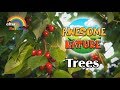 Nature Videos | Learning Nature for Babies and Kids