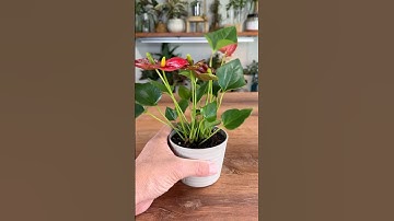 How to create self-watering vase for tiny plant plant.