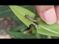 Larva of Common crow ( Euploea  cora)butterfly on the lower surface of the Leaf of Nerium oleander 