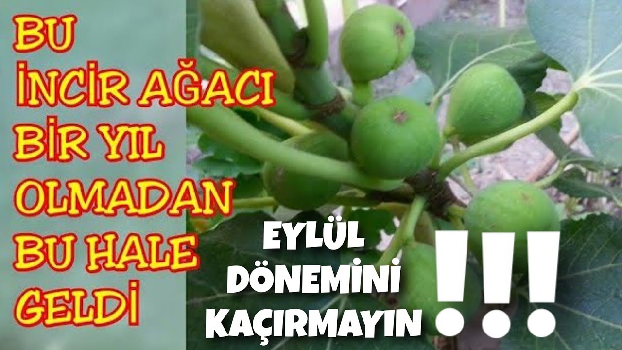 İncir Ağacı Köklendirme de En Garanti Yöntem