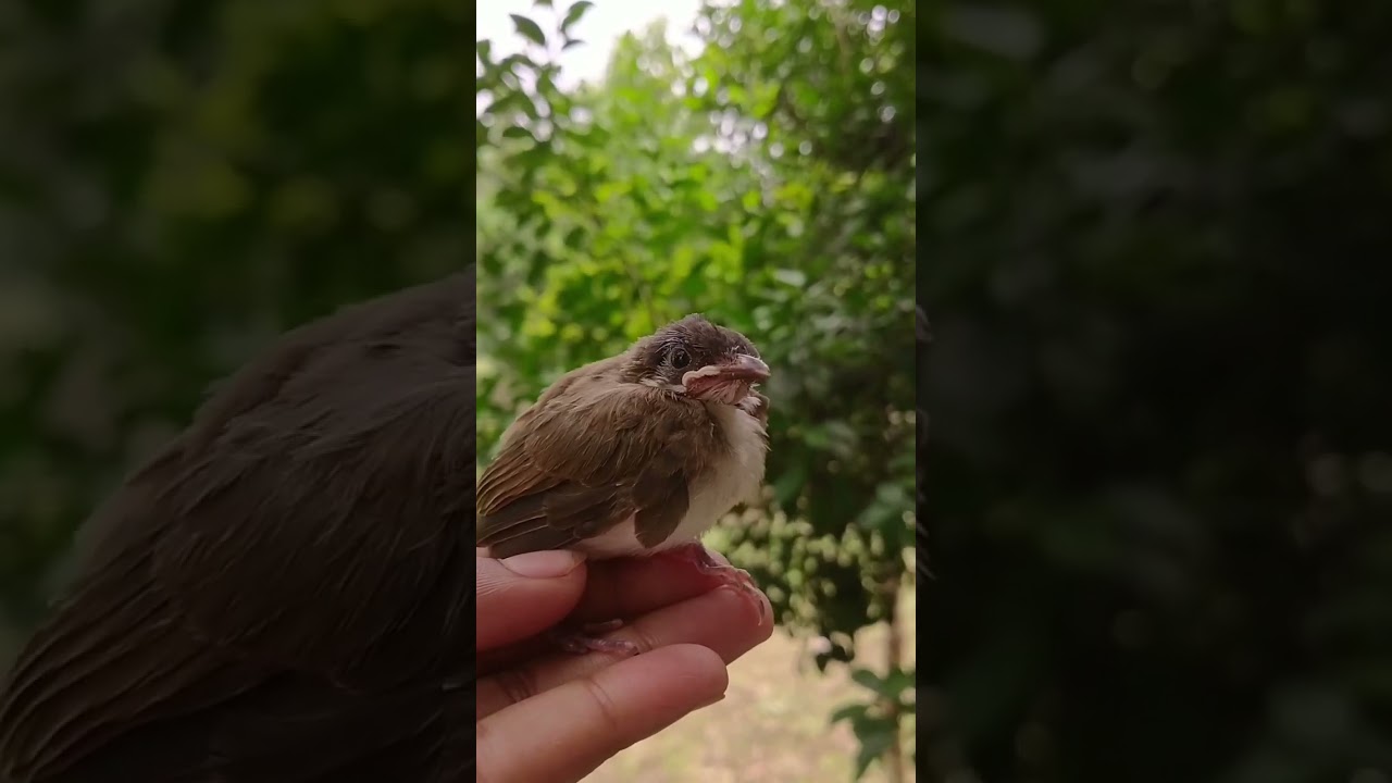 ‪@NaturesBeautyAC‬