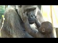 子供を寝かしつけたい母親と、まだ眠くない子ゴリラの攻防⭐️Gorilla【京都市動物園】Kintaro resists his mother trying to put him to sleep.