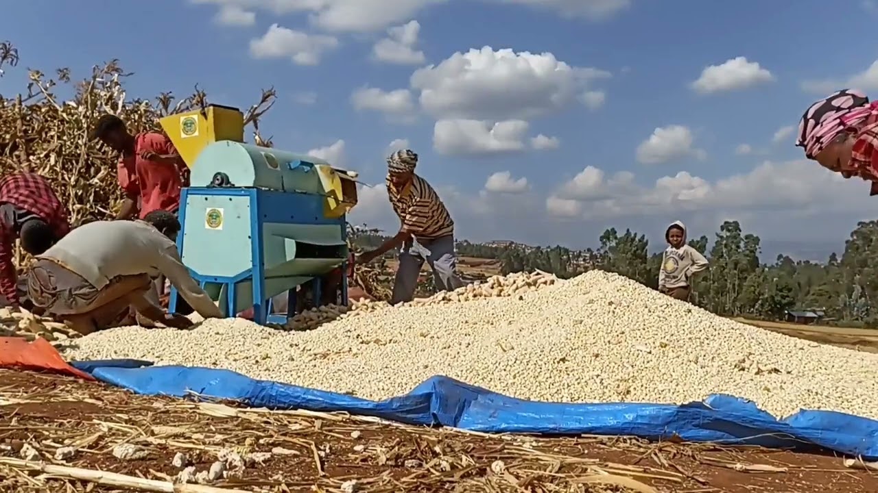 Maize Shelling Machine 