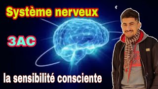 Système nerveux | la sensibilité consciente 3AC partie 1