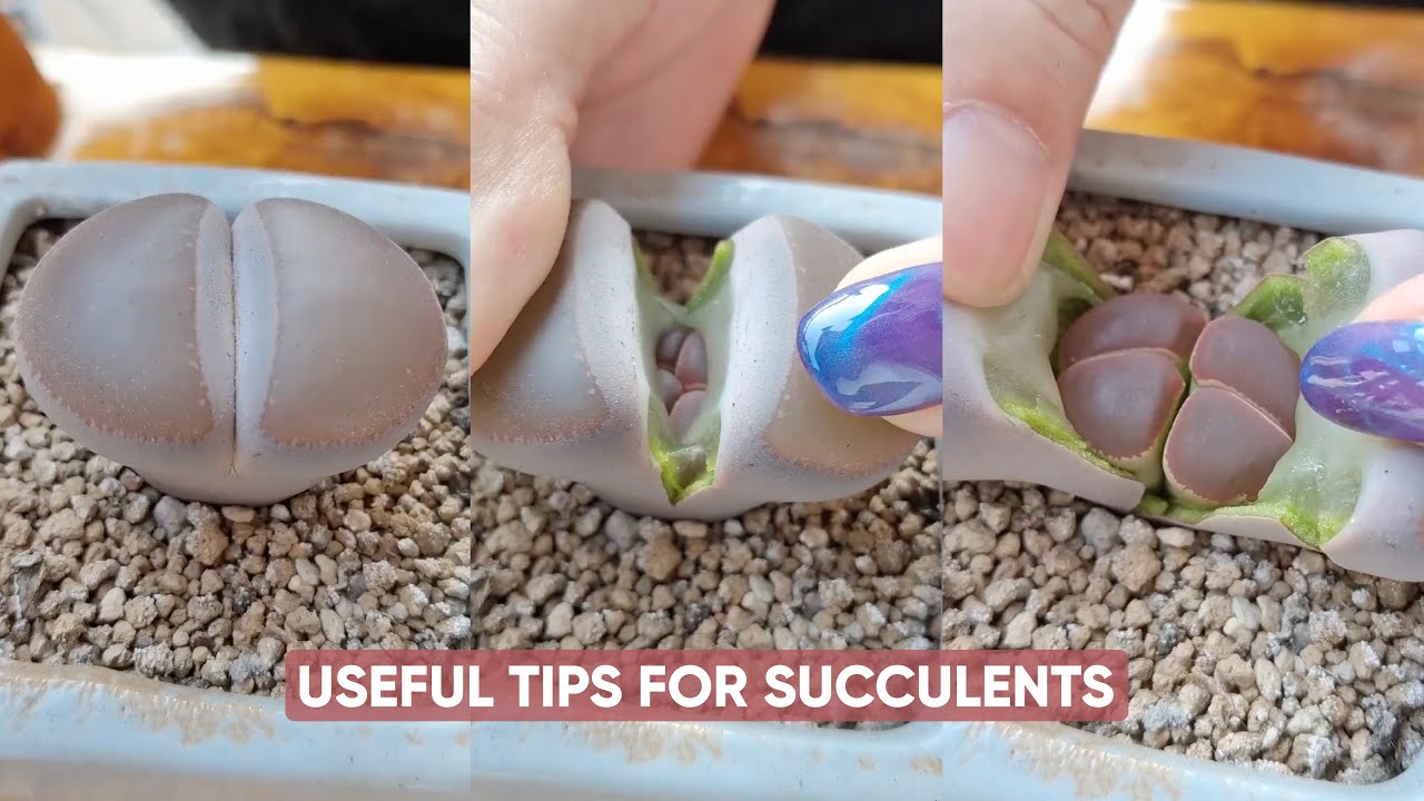 Succulent Care for Beginners 🌵 EASY Steps to Keep Your Plants ALIVE ...