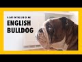 ENGLISH BULLDOG DAY IN THE LIFE | OWNING AN ENGLISH BULLDOG | Laura-Lee