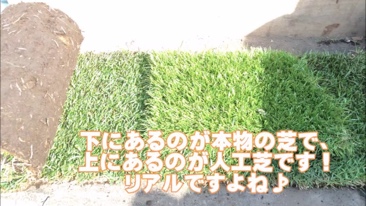 人工芝か天然芝を比較したい時は上尾市業者お庭の専門店ニワナショナル 東京 埼玉 Youtube 人工芝か天然芝を比較したい時は上尾市業者お庭の専門店ニワナショナル 東京 埼玉 Youtube