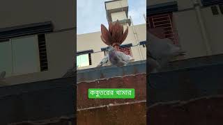 কবুতরের ঘর shortvideo shorts রোহাসী এগ্রো ??