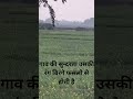 गाव की सुन्दरता उसकी रंग बिरंगे फसलो से होती है #shortsfeed #kisan