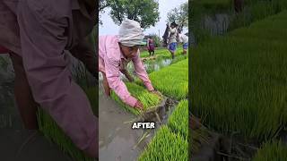 Indonesian farmers have great idea. #shorts #story #trending #foryou #shortvideo
