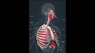 Human respiratory system