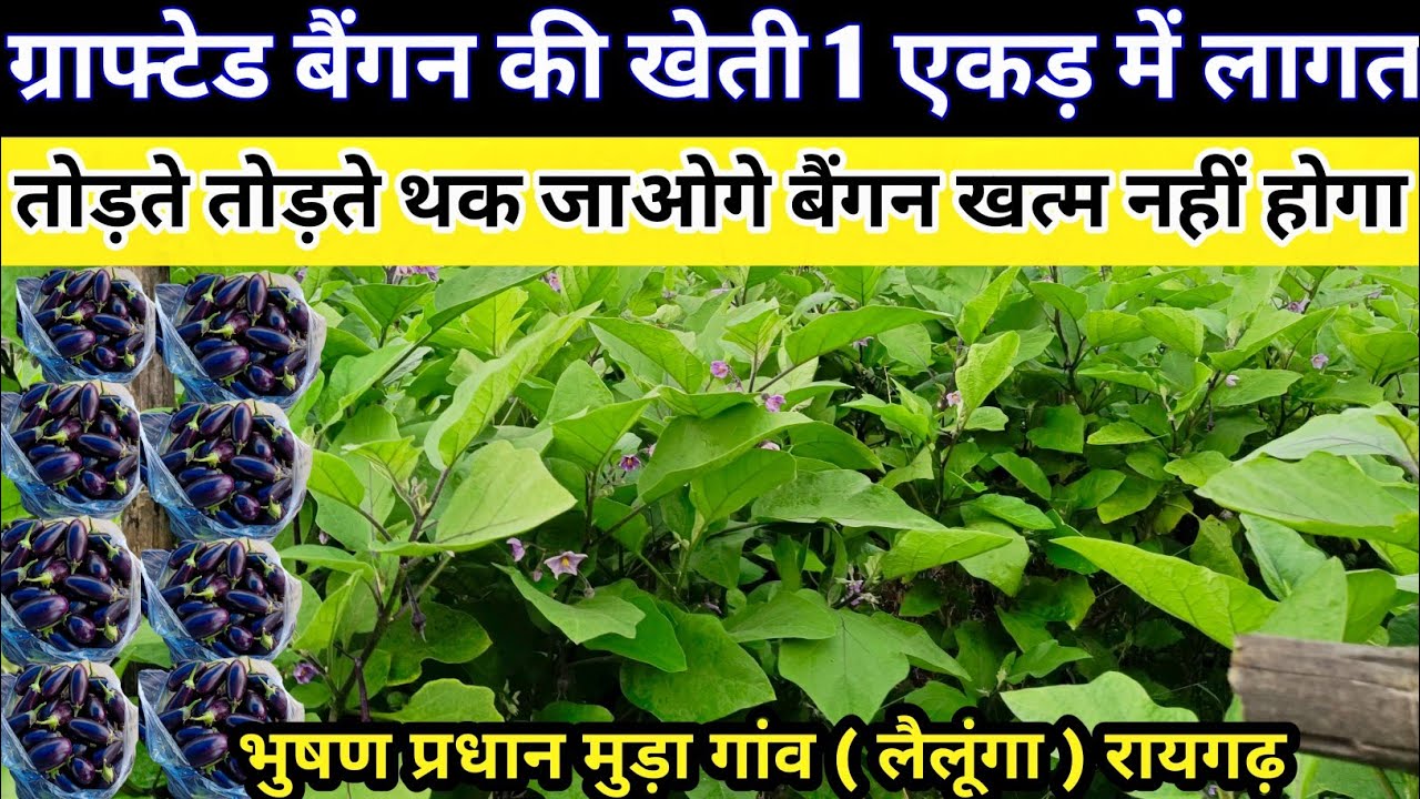Grafted Baigan Ki Kheti 1 एकड़ में तोड़ते तोड़ते थक जाओगे बैंगन खत्म नहीं होगा #baigan_ki_kheti 