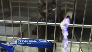 New director implements change for Desoto Parish animal control