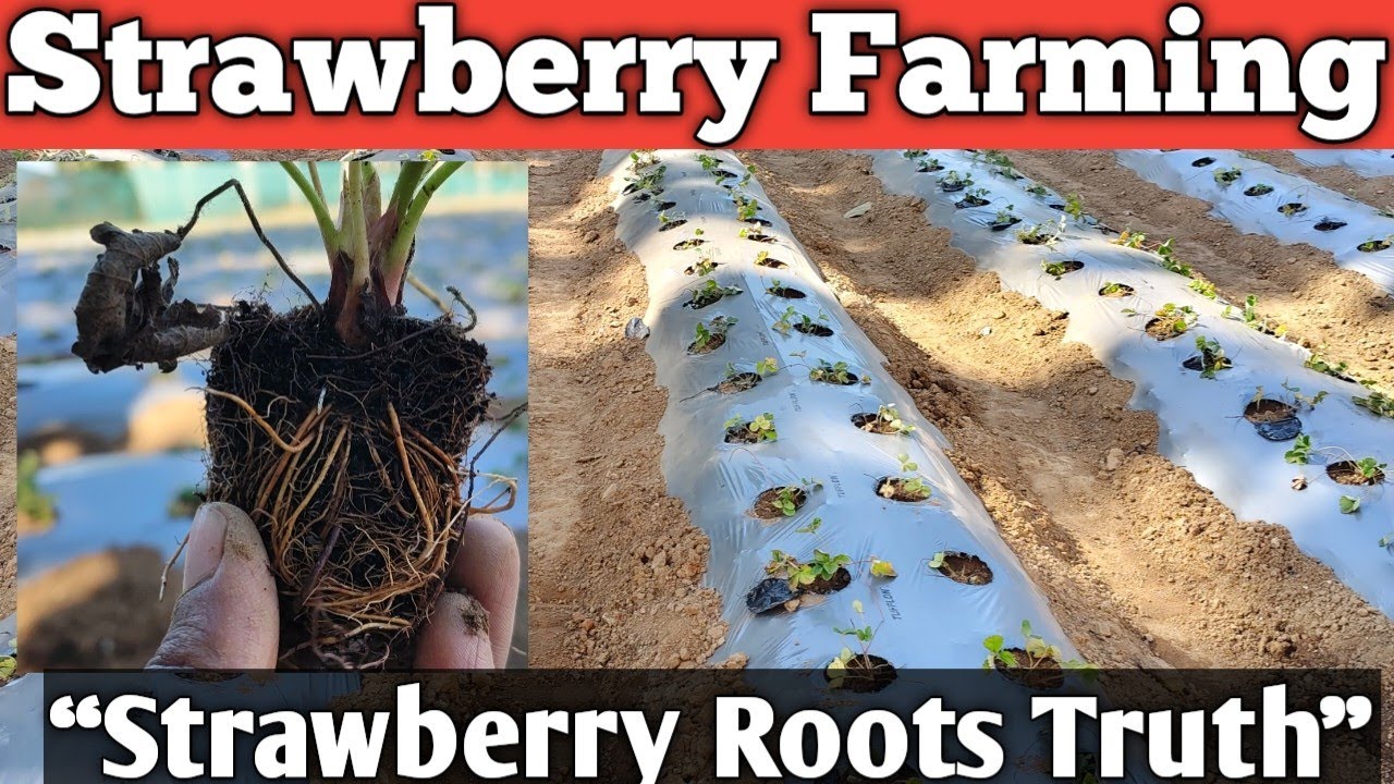 Strawberry Farming - Day 3 | Roots Kitni Gehrai Tak Jaati Hain? Moisture Secret