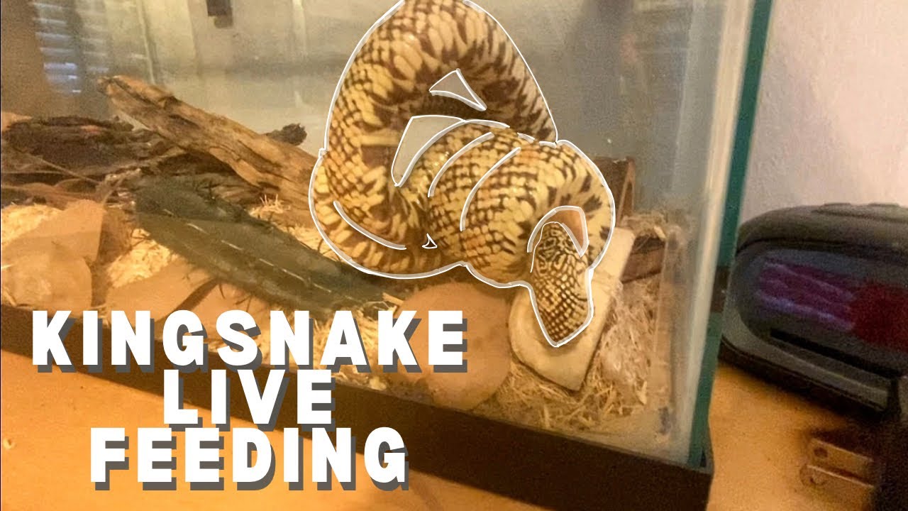 Feeding Kingsnake When Sick