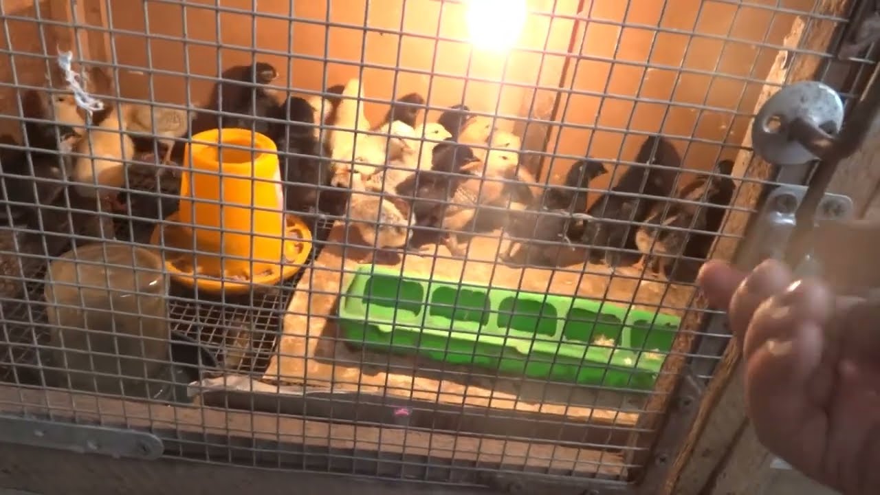 Корм для цыплят!!!Растут ,как на Дрожжах!!!