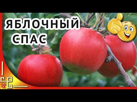 Преображение. Яблочный Спас. Красивое поздравление с Яблочным Спасом