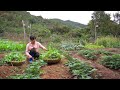 Gardening, planting taro, planting cucumber seeds and beans. Picking gotu kola