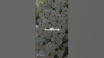 القران الكريم لَا أُقْسِمُ بِهَـٰذَا ٱلْبَلَدِ ﴿١﴾سورة البلد - الآية 1  #لايك #اكسبلور