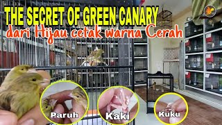 THE SECRET OF GREEN CANARY: Rahasia Kenari Hijau untuk Cetak anakan warna Cerah