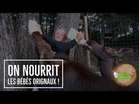 Vidéo: Est-ce qu'un bébé orignal ?