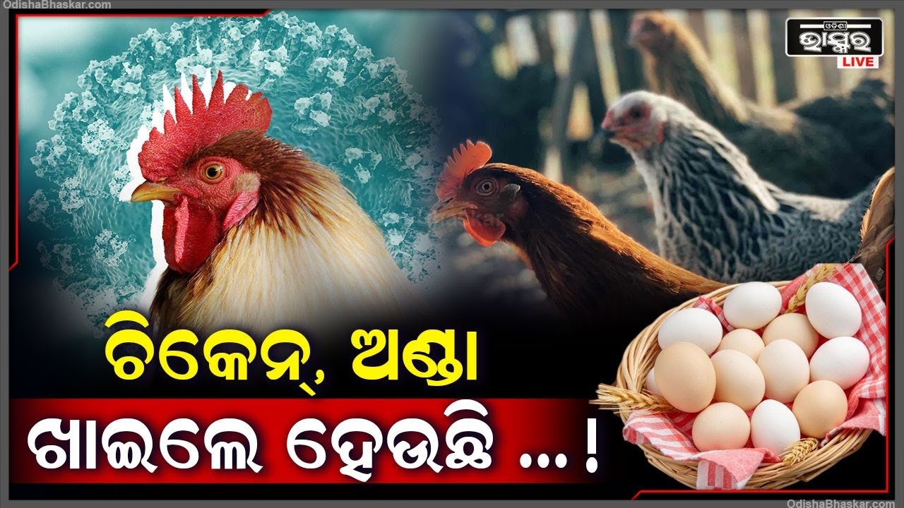 ଏବେ ଚିକେନ ଆଉ ଅଣ୍ଡା ଖାଉଥିଲେ ହେଇଯାନ୍ତୁ ସାବଧାନ ,ଏବେ ଚିକେନ ଓ ଅଣ୍ଡା ଖାଇଲେ ହୋଇପାରେ ଏହି ରୋଗ