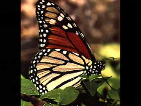 Francisco Orantes Mariposita De Mil Colores .