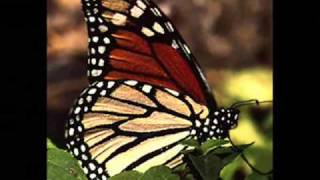 Video thumbnail of "Francisco Orantes Mariposita De Mil Colores ."