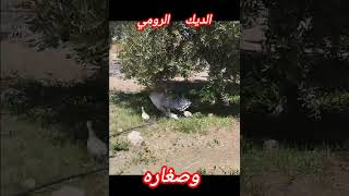 الديك الرومي رفقة صغاره