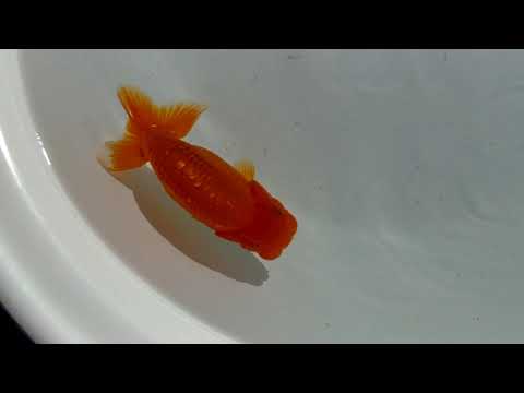 DSCF9771