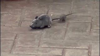 El ratón 🐁 juguetón 🤣🤣