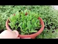 الجزء الثاني من اكثار الكلانشو ( Kalanchoe daigremontiana )