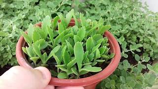 الجزء الثاني من اكثار الكلانشو ( Kalanchoe daigremontiana )