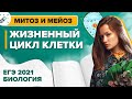 Биология. ЕГЭ2021. Жизненный цикл клетки. Митоз и мейоз