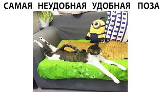 #мемы2022 #мемы #мем #приколы #коты #котики #коти #мемыпро100  #мемыдня #смешныекоты #про100мемы