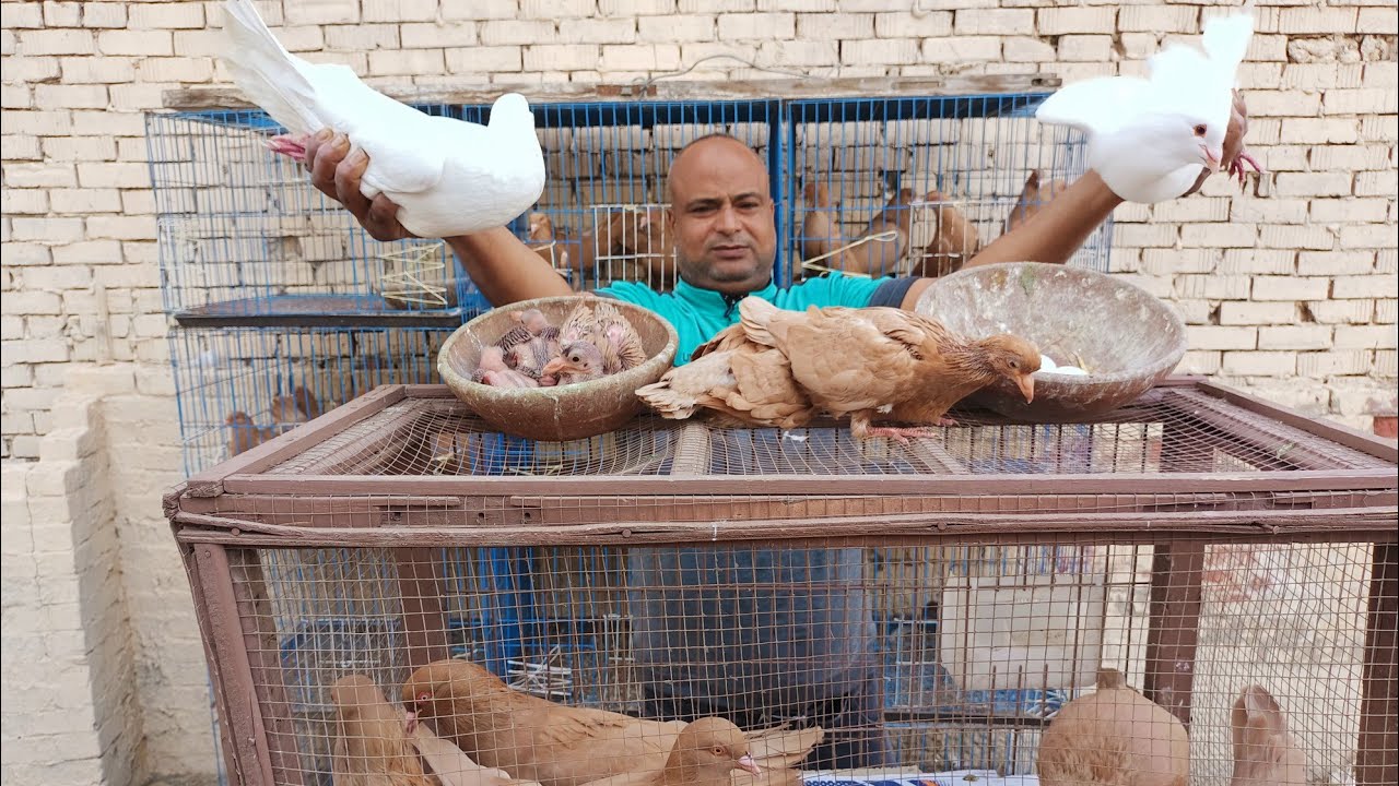للبيع مزرعه 😱حمام روماني وكينج وبلدي بسعر كويس عند عم ابراهيم الشوحه01111524190