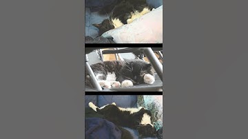 Caturday nap positions - Mr. Darcy, tuxedo cat #Shorts