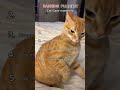 Ranking The Most Dangerous Cat Looks #cats #shorts